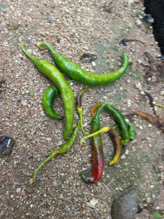 블루베리님의 고추 · 병해충상담 작성글 사진