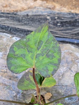 𝒽ℯ𝒶𝓁ℯ𝓇님의 기타작물 · 병해충상담 작성글 사진