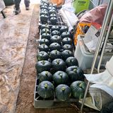 팜모닝 내 농사 경력 자랑하기·참여 게시글 이미지