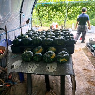 박광현님의 내 농사 경력 자랑하기 · 참여 작성글 사진