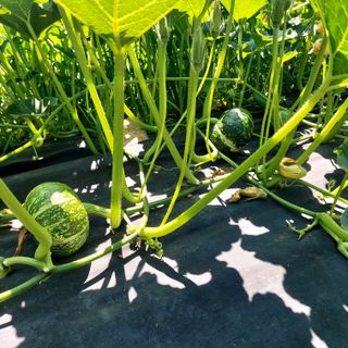 박광현님의 내 농사 경력 자랑하기 · 참여 작성글 사진