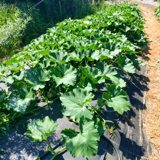 박광현님의 내 농사 경력 자랑하기 · 참여 작성글 사진