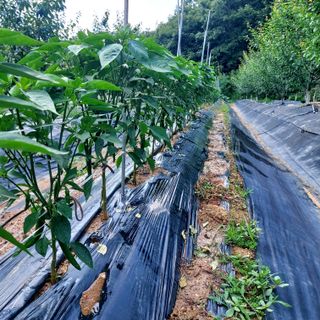 박광현님의 내 농사 경력 자랑하기 · 참여 작성글 사진