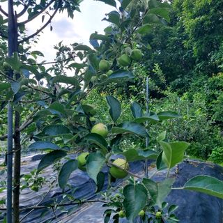 박광현님의 내 농사 경력 자랑하기 · 참여 작성글 사진