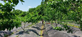 박광현님의 내 농사 경력 자랑하기 · 참여 작성글 사진