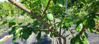 박광현님의 내 농사 경력 자랑하기 · 참여 작성글 사진