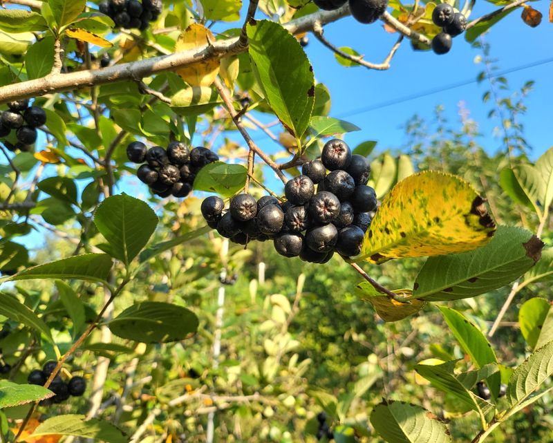 장터 상품 [아로니아 생과 1kg] 썸네일