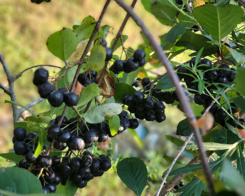 수연농장님의 장터 판매 상품 [아로니아 생과 1kg] 첨부 사진