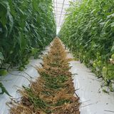 팜모닝 내 농사 경력 자랑하기·참여 게시글 이미지