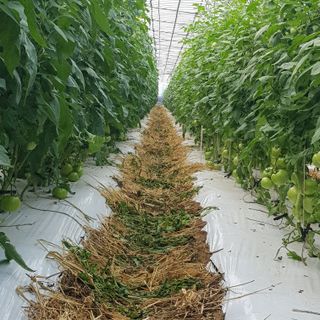 이재분 토마토님의 내 농사 경력 자랑하기 · 참여 작성글 사진