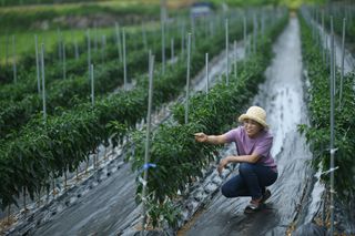 이행순님의 고추 · 일상 작성글 사진