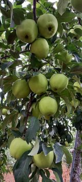 팜모닝 내 농사 경력 자랑하기·참여 게시글 이미지