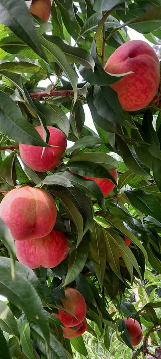 강성분님의 내 농사 경력 자랑하기 · 참여 작성글 사진