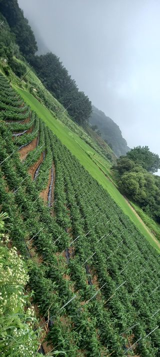 강성분님의 내 농사 경력 자랑하기 · 참여 작성글 사진