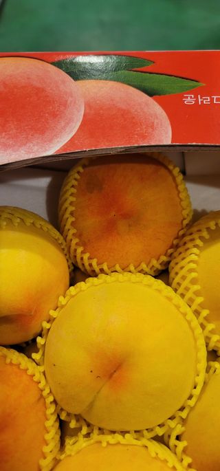 박경희님의 복숭아 · 자유게시판 작성글 사진