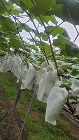 팜모닝 내 농사 경력 자랑하기·참여 게시글 이미지