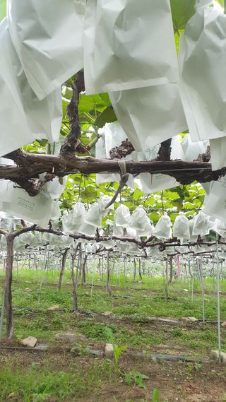 소백산단산포도이종석님의 내 농사 경력 자랑하기 · 참여 작성글 사진