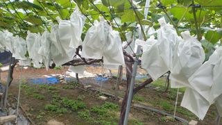 소백산단산포도이종석님의 내 농사 경력 자랑하기 · 참여 작성글 사진