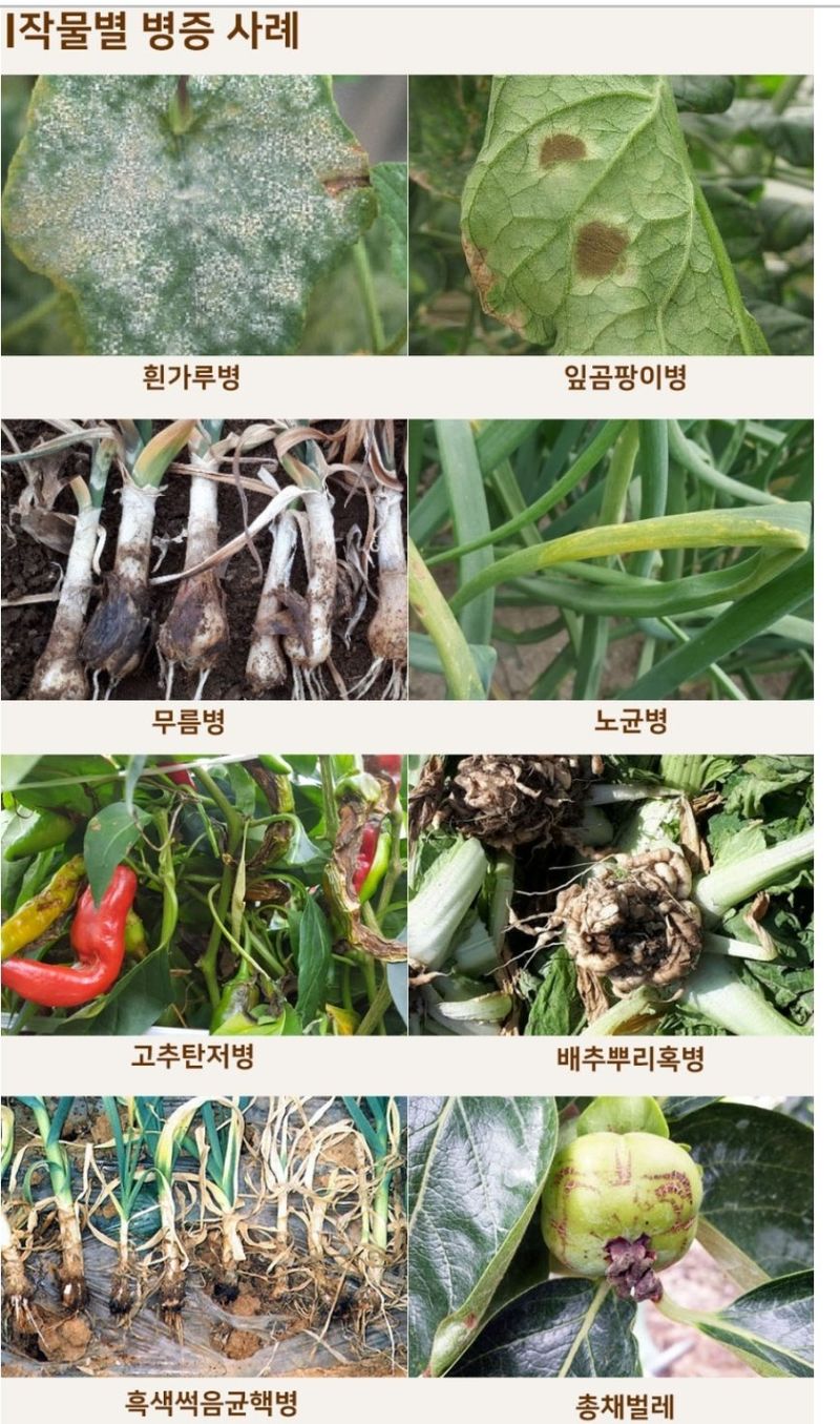 대산농사대장님의 장터 판매 상품 [모두싹  프리미엄 골드 1kg 2+1  파워붕산칼슘 ] 첨부 사진