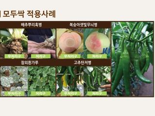 대산농사대장님의 작성글 사진