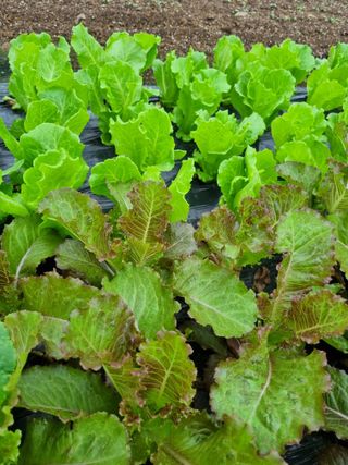 이명숙님의 상추 · 자유게시판 작성글 사진