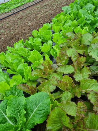 이명숙님의 상추 · 자유게시판 작성글 사진