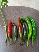 팜모닝 고추·병해충상담 게시글 이미지