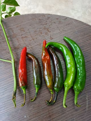 귀농4년차님의 고추 · 병해충상담 작성글 사진