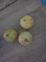 팜모닝 기타작물·자유게시판 게시글 이미지