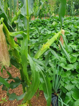 인생은 소풍처럼님의 옥수수 · 자유게시판 작성글 사진