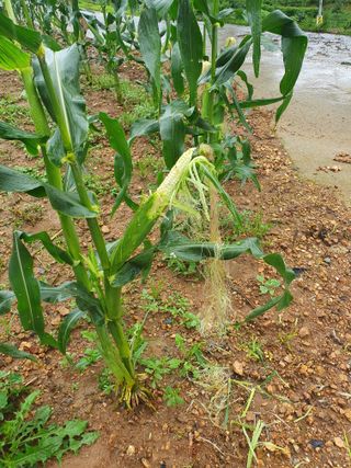 인생은 소풍처럼님의 옥수수 · 자유게시판 작성글 사진