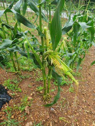 인생은 소풍처럼님의 옥수수 · 자유게시판 작성글 사진