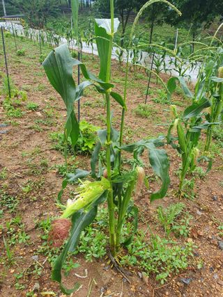 인생은 소풍처럼님의 옥수수 · 자유게시판 작성글 사진