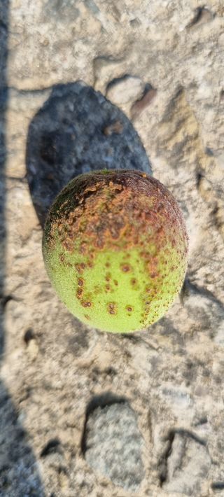 김현필님의 복숭아 · 병해충상담 작성글 사진