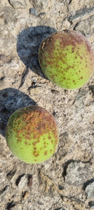 김현필님의 복숭아 · 병해충상담 작성글 사진