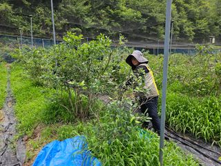 김성열님의 블루베리 · 자유게시판 작성글 사진