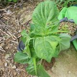 팜모닝 들깨·병해충상담 게시글 이미지