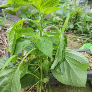 꽃다지님의 들깨 · 병해충상담 작성글 사진