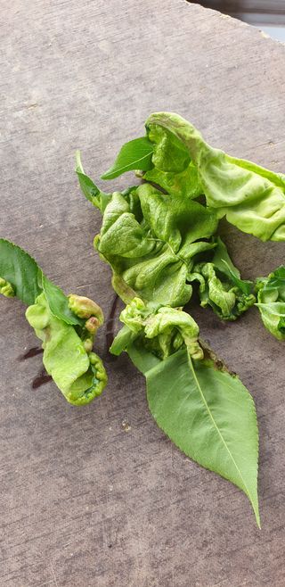 AlexLee님의 복숭아 · 병해충상담 작성글 사진