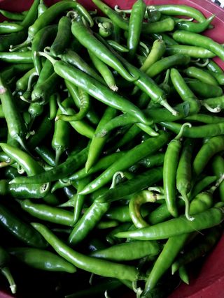 배추21924님의 고추 · 자연재해•동물피해 작성글 사진