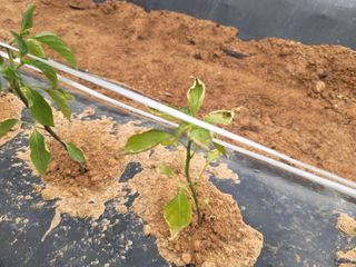 비바킴님의 고추 · 병해충상담 작성글 사진