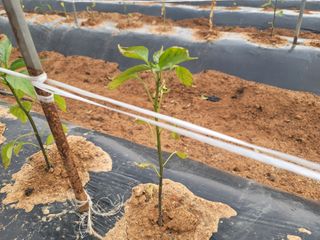 비바킴님의 고추 · 병해충상담 작성글 사진