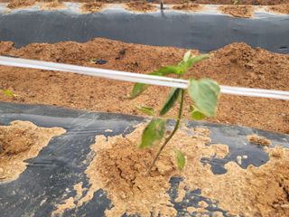 비바킴님의 고추 · 병해충상담 작성글 사진