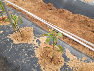 비바킴님의 고추 · 병해충상담 작성글 사진