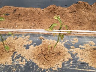 비바킴님의 고추 · 병해충상담 작성글 사진