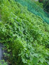 팜모닝 내 농사 경력 자랑하기·참여 게시글 이미지