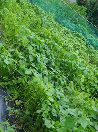 김영숙님의 내 농사 경력 자랑하기 · 참여 작성글 사진