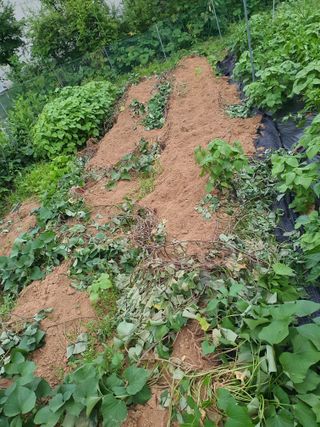 김영숙님의 내 농사 경력 자랑하기 · 참여 작성글 사진