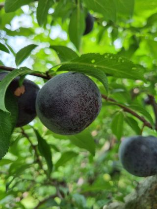 둥이네농장님의 내 농사 경력 자랑하기 · 참여 작성글 사진