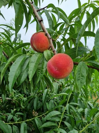 둥이네농장님의 내 농사 경력 자랑하기 · 참여 작성글 사진